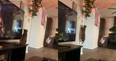 Guy 'Cat-Proofs' His Christmas Tree &mdash; But Someone Takes It As A Challenge