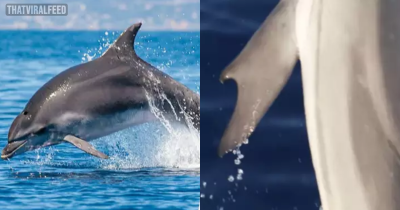 Scientists Discover First-Ever Dolphin With &lsquo;Thumbs&rsquo; Off The Coast Of Greece