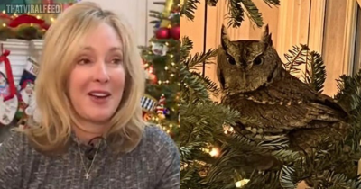 Baby Owl Goes Undetected On Family's Christmas Tree For Four Days Before Cleaner Notices