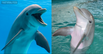 Bottlenose Dolphins Found To Be One Of The Only Mammals In The World With A 'Seventh Sense'