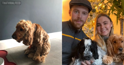 Adorable Dog Learns To Walk Again After Being Left Paralysed
