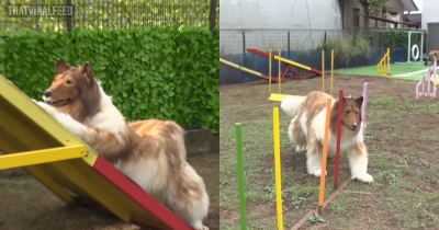 Man Who Spent $14,000 To 'Become A Dog' Attempts Agility Course With Surprising Results