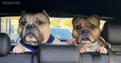 Couple Adopts Their Dog's Twin &mdash; Then Realize Who He Really Is