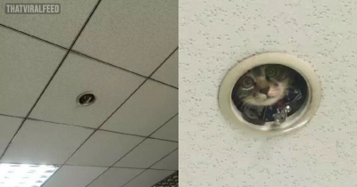 Office Workers Find Out A Sneaky &ldquo;Surveillance Cat&rdquo; Has Been Spying On Them