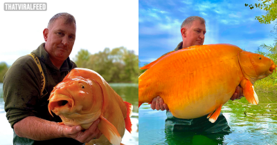 Fisherman Catches Giant 'Goldfish' As Heavy As A 10-year-old Proving How Big They Get In The Wild
