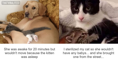 50 Fantastic &lsquo;Cat Memes&rsquo; To Help You Get Through Hard Times