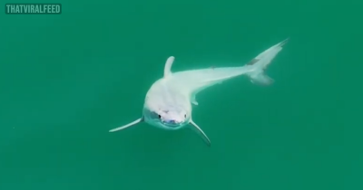 Newborn Great White Shark Spotted In First-Ever Ultra-Rare Sighting