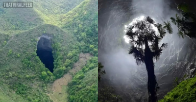 Huge Ancient Forest World Discovered 630 Feet Down Sinkhole In China