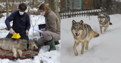 Mutant Wolves From Chernobyl Have Started Developing Cancer-Resilient Abilities