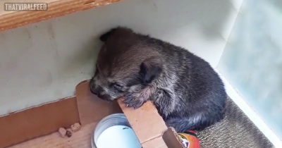 Sweet Puppy Abandoned In A Cardboard Box Couldn&rsquo;t Stop Crying Until Her Rescuers Came