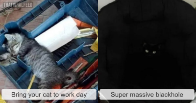 Don't Show Your Cat These Pics And Memes