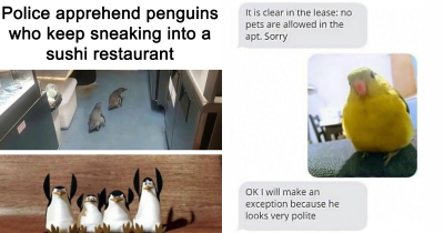 50 Top-Quality Bird Memes To Make You Grin Today