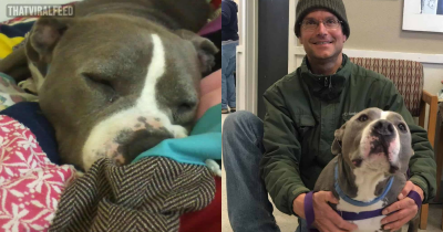 Pitbull Adopted By His Favorite Volunteer Is The Happiest Dog Ever