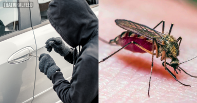 Police Used Blood From Dead Mosquito Found In Stolen Car To Identify Suspect