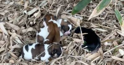 Hungry Newborn Puppies Were Crying For Their Mom And Trembling With Cold On A Pile Of Leaves