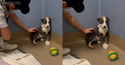 A Stray Who Couldn&rsquo;t Even Look At Her Rescuers In The Eyes Finds Out What It&rsquo;s Like To Be Loved