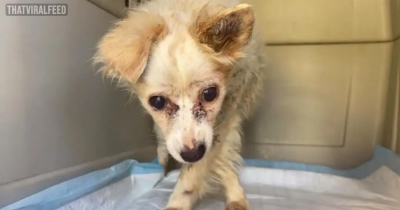 Severely Aggressive Dog Set To Be Euthanized Learns What Love Is For The First Time