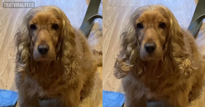 This Rescue Cocker Spaniel Demonstrating Her Remarkable Talent Will Leave You In Awe