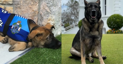 Aspiring Police Dog Fired For Being Too Friendly Gets An Even Better Job