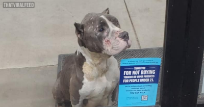 Shoppers Feel Heartbroken After They Notice A Sad Face Begging For Help At The Store&rsquo;s Door