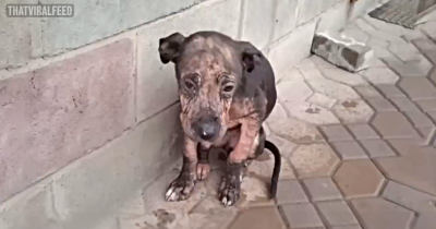 Abused Pup Decides That She Wants To Walk Again