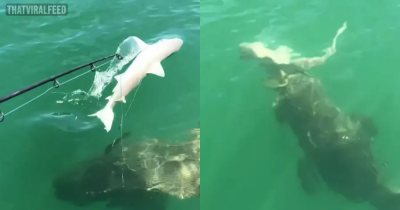 Terrifying Moment Huge Sea Creature Devours Shark In A Single Bite
