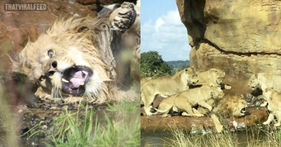 Pack Of Lionesses Attack King Of The Pride In Front Of Shocked Tourists