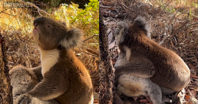 Heartbroken Koala Spotted Mourning Its Female Friend In Upsetting Footage Filmed In Adelaide