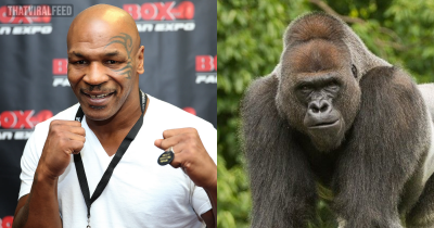 Mike Tyson Once Offered Zoo Keeper $10,000 To Fight A Silverback Gorilla