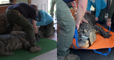 Blind 11-Foot Alligator Seized From Home After Owner Allowed The Public To Get Into The Pool With It