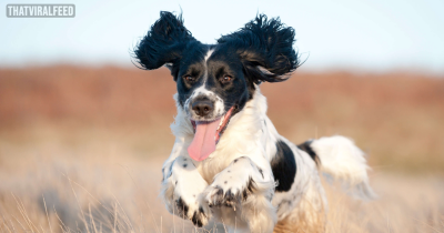 'I Told Infertile Sister-In-Law Her Beloved Dog Is Not Equal To My Baby - I Made Her Cry'