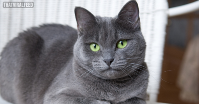 Russian Blue Cats Are One Of The Most Elegant And Distinguished Cats