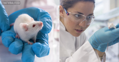 Scientists Grow &lsquo;Mini Antlers&rsquo; By Implanting Mice With Deer Stem Cells In Major Breakthrough
