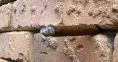 No One Can Figure Out What's So Odd About This Photo