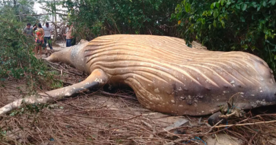Mystery Surrounds Humpback Whale Found Dead In Amazon Jungle With No Clear Explanation How It Arrived There