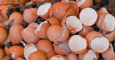 Don&rsquo;t Toss Those Eggshells! Here&rsquo;s Why You Should Keep Them