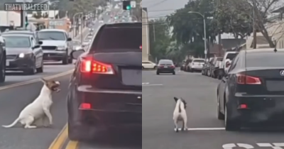 Dog Desperately Chases After Owner's Car After Being Abandoned At The Roadside
