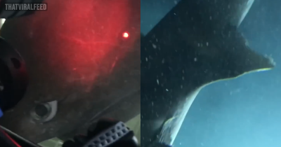 Crazy Footage Captures Sub On Ocean Floor Coming Into Contact With 'Deep-Sea Monster' Predating Dinosaurs