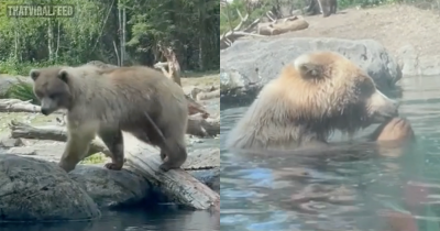 Children Watch On In Horror As Bear Eats Family Of Ducklings Right Before Their Eyes At Zoo