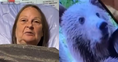 Tourist Mauled After Lowering Car Window To Take Selfie With Bear