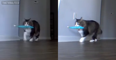 Owner Nearly Abandons Vacation After Seeing Heartbreaking Footage On His Pet Cam