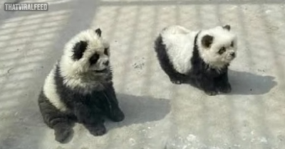 Zoo Defends &lsquo;Panda&rsquo; Exhibit After Criticism For Using Dogs Dyed Black And White