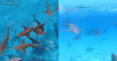 Man Drops Blood Into Sea To Test If Sharks Can Smell It From 1 Mile Away And Was Shocked By What He Found