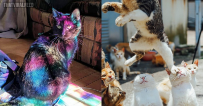 50 Times People Snapped A Picture And Realized It Was An Accidental Masterpiece