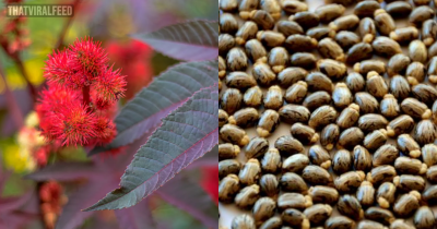 People Are Just Finding Out About This Plant's Seed That's 6,000 Times More Poisonous Than Cyanide