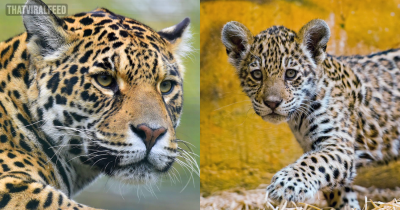 World&rsquo;s First Jaguar Born By Artificial Insemination Was Eaten By Its Mom