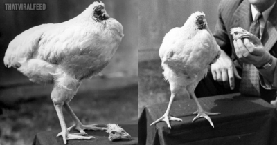 'Miracle' Headless Chicken Lived For 18 Months Despite Being Struck With Axe In Slaughter Attempt