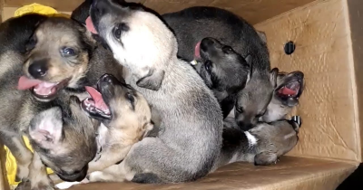 Rescuers Stunned To Discover 8 Puppies Heartlessly Left In A Trash Can