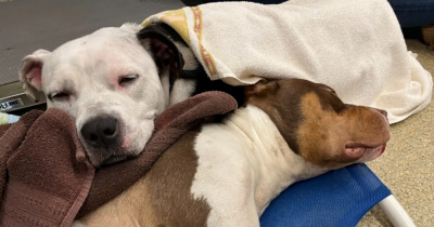 Loyal Dog Stays By His Best Friend's Side Until The Very End