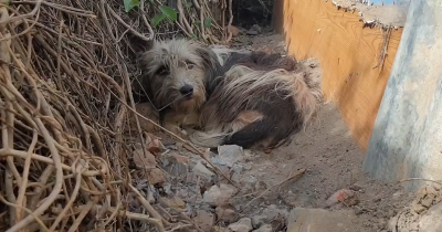 Abandoned Dog Refuses To Leave The Doorstep Of Her Former Home, Hoping For Her Owners To Take Her Back